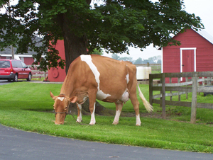 Cows in pasture